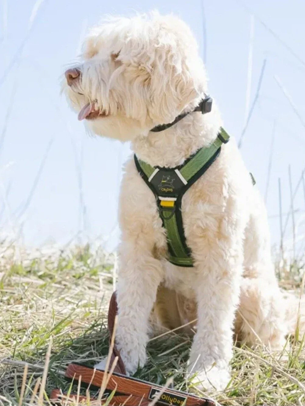 OllyDog Harness, Sm